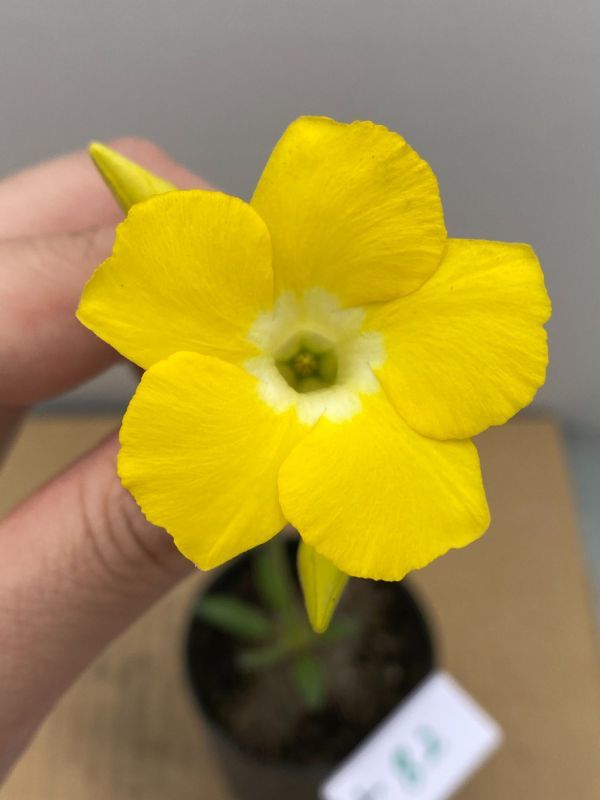 ナ82 【塊根植物・実生】パキポディウム　マカイエンセ【種から発芽・有望株・コーデックス・Pachypodium・花落ち可能性】