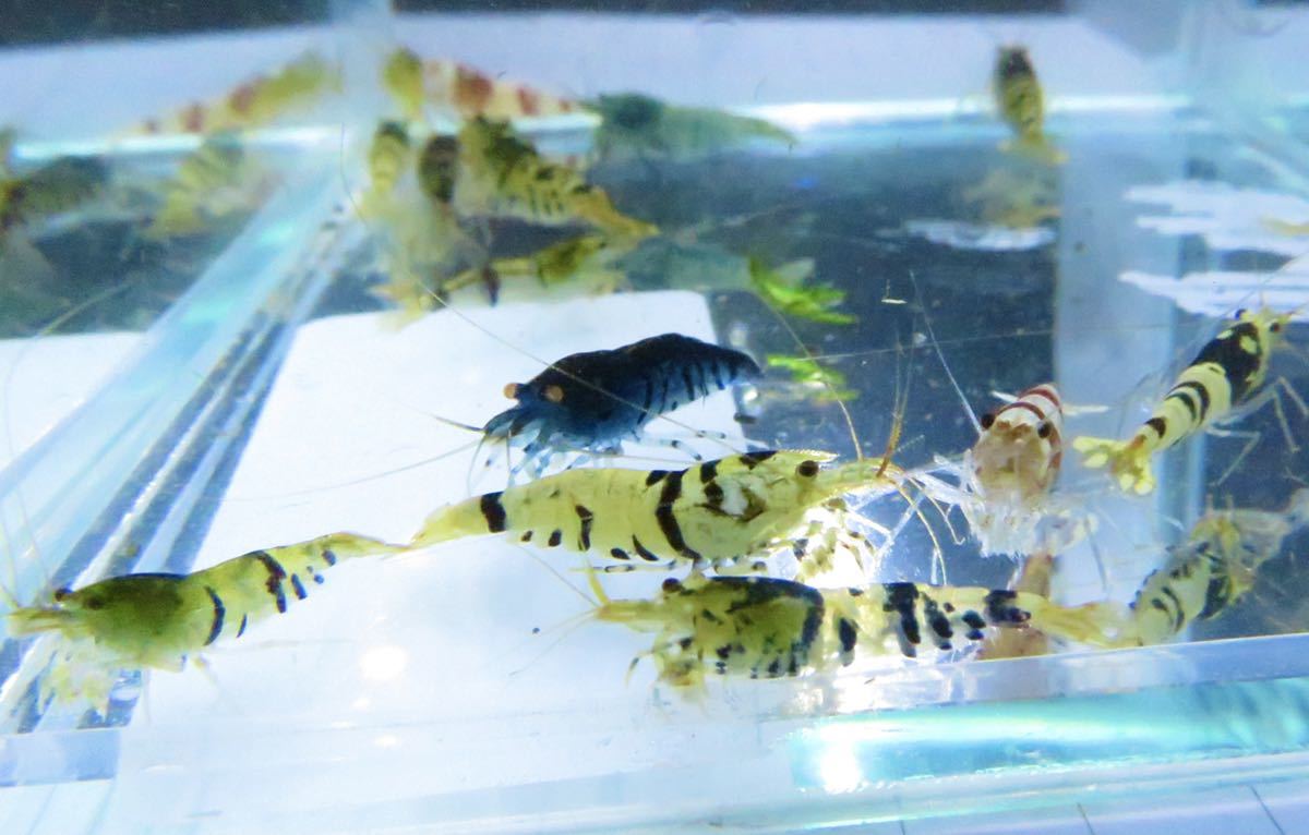 空手蝦 ハイブリッド 20匹 若個体 送料無料!_1