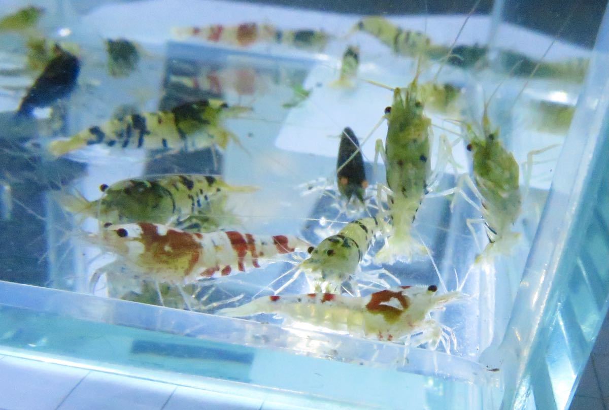 空手蝦 ハイブリッド 20匹 若個体 送料無料!_2