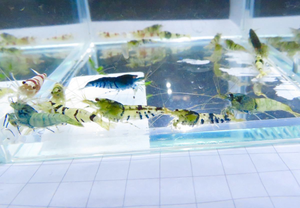 空手蝦 ハイブリッド 20匹 若個体 送料無料!_3