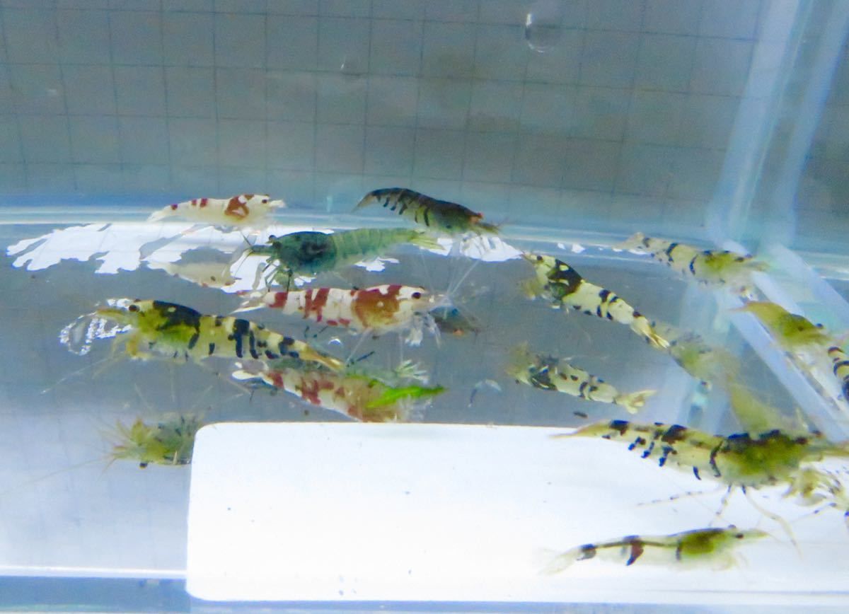 空手蝦 ハイブリッド 20匹 若個体 送料無料!_4