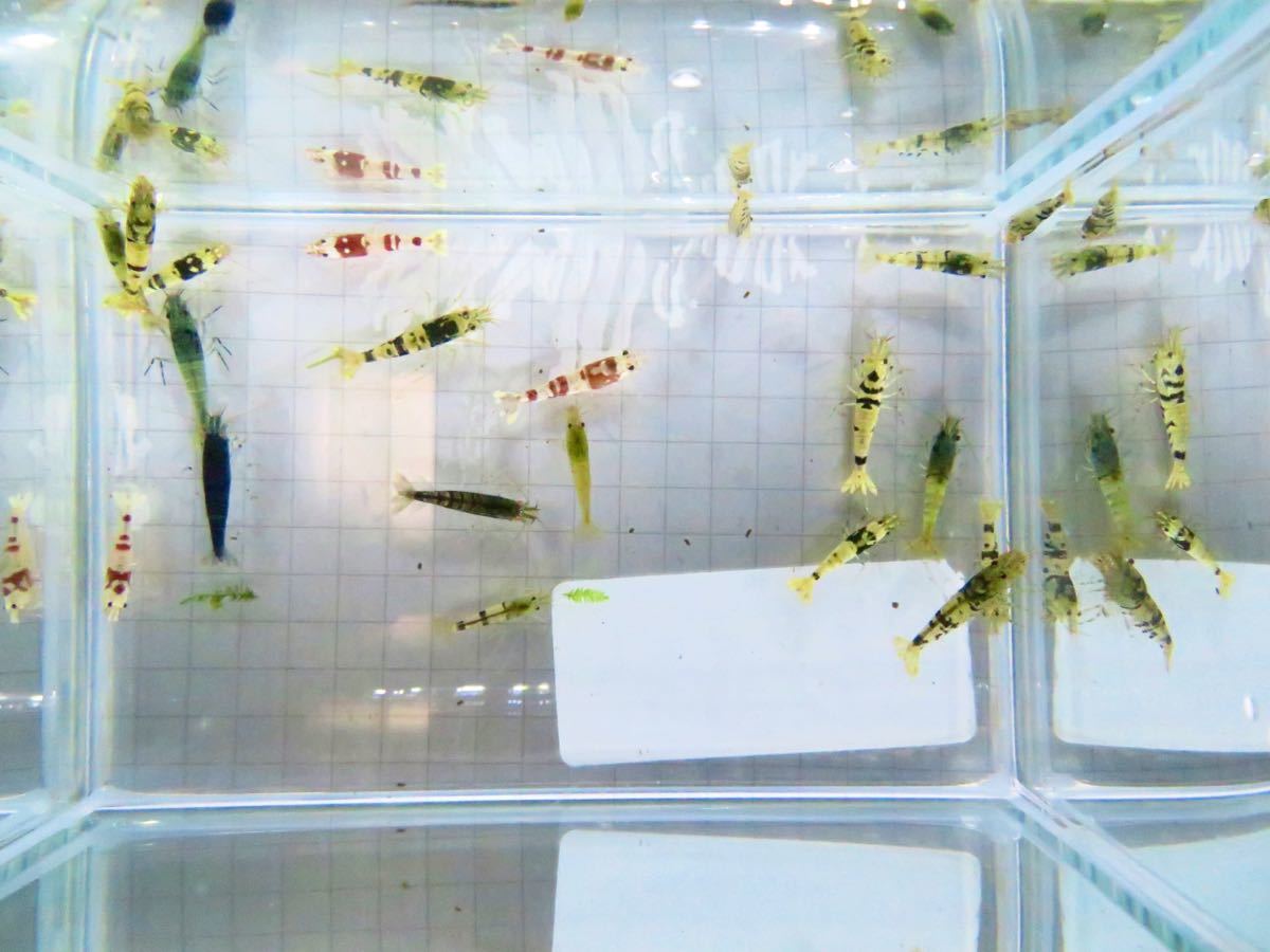 空手蝦 ハイブリッド 20匹 若個体 送料無料!_5