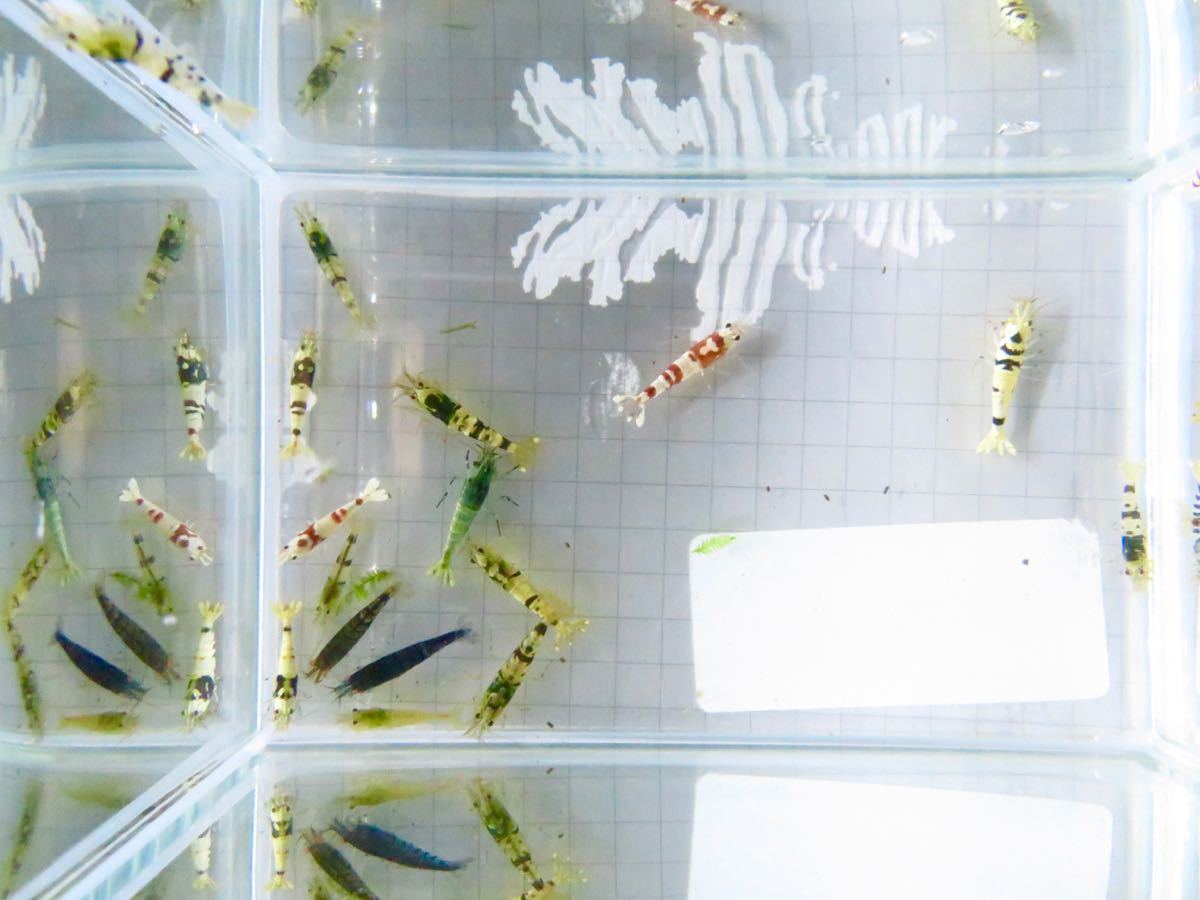 空手蝦 ハイブリッド 20匹 若個体 送料無料!_6