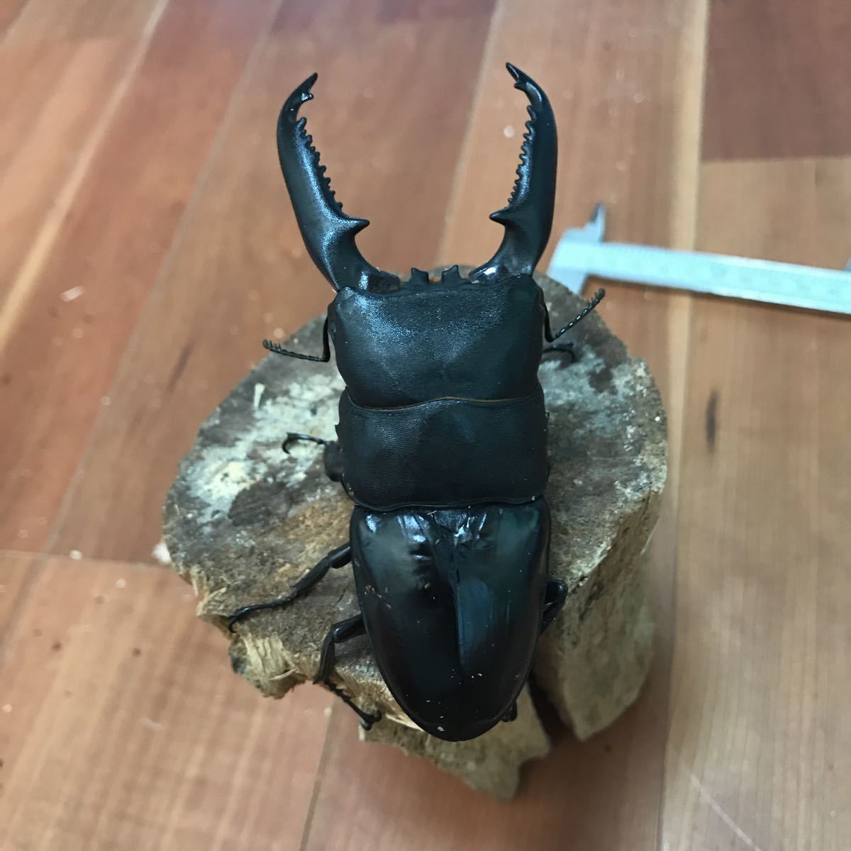 パラワンヒラタ♂1♀2①