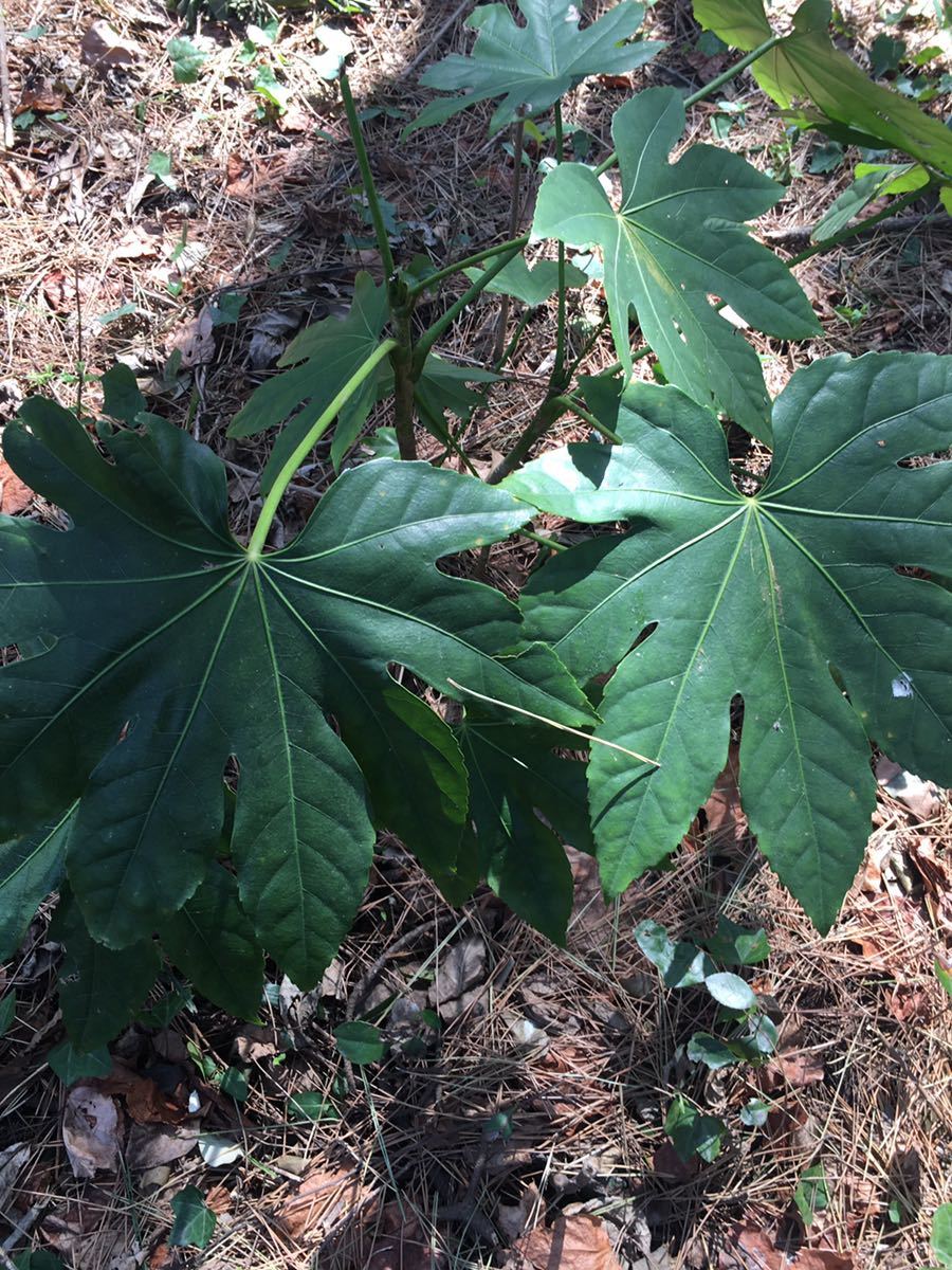 ヤツデ 八手 抜き苗 2本 天狗の葉 その他 売買されたオークション情報 Yahooの商品情報をアーカイブ公開 オークファン Aucfan Com