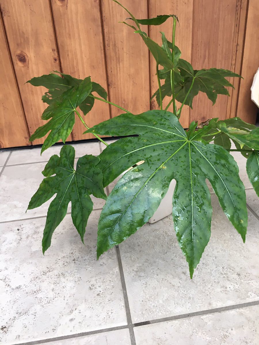 ヤツデ 八手 抜き苗 2本 天狗の葉 その他 売買されたオークション情報 Yahooの商品情報をアーカイブ公開 オークファン Aucfan Com