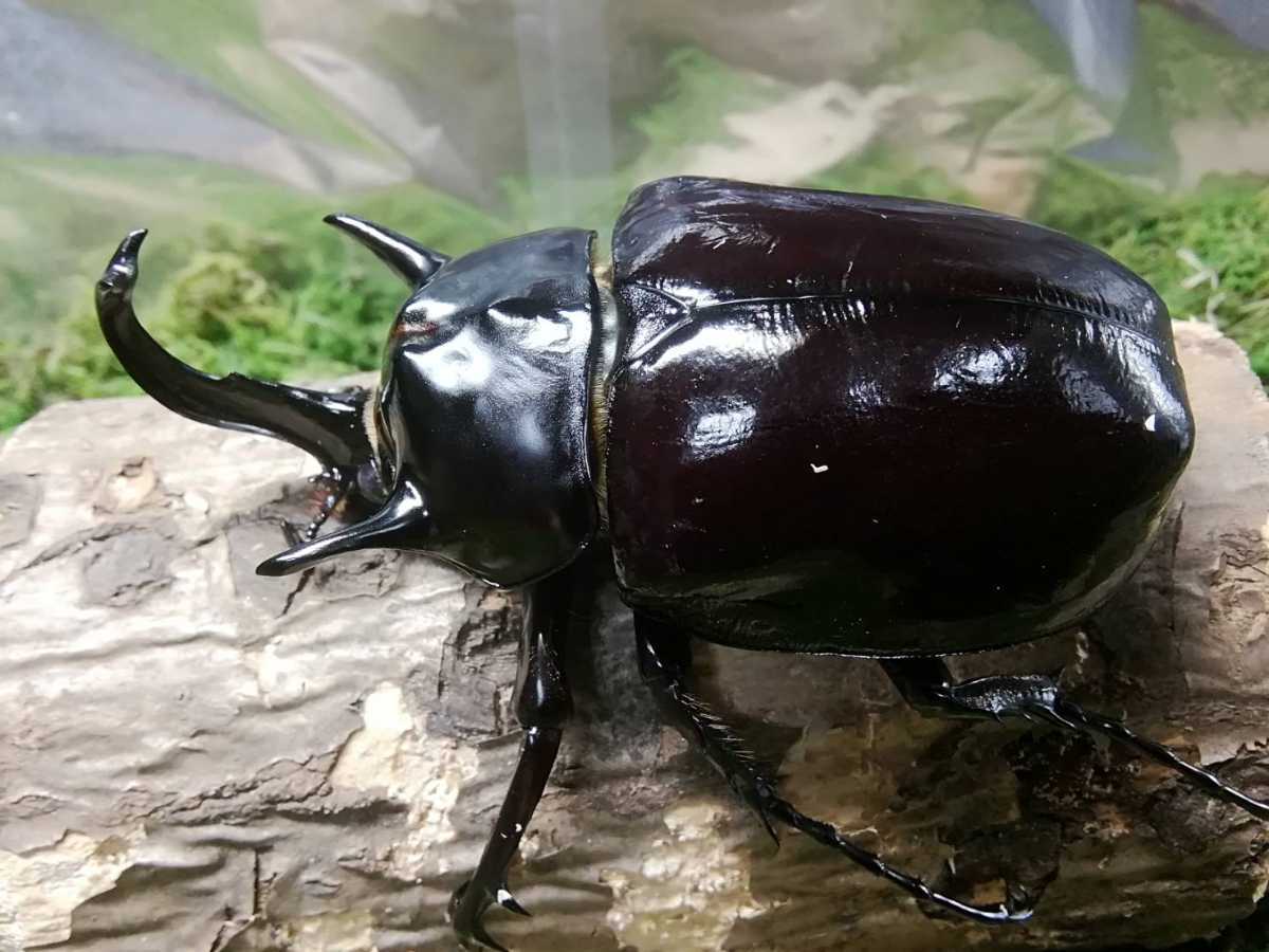 ♀75.46㎜成虫1頭 CBF1 Mマルスゾウカブト ペルー x 2024年9月中旬