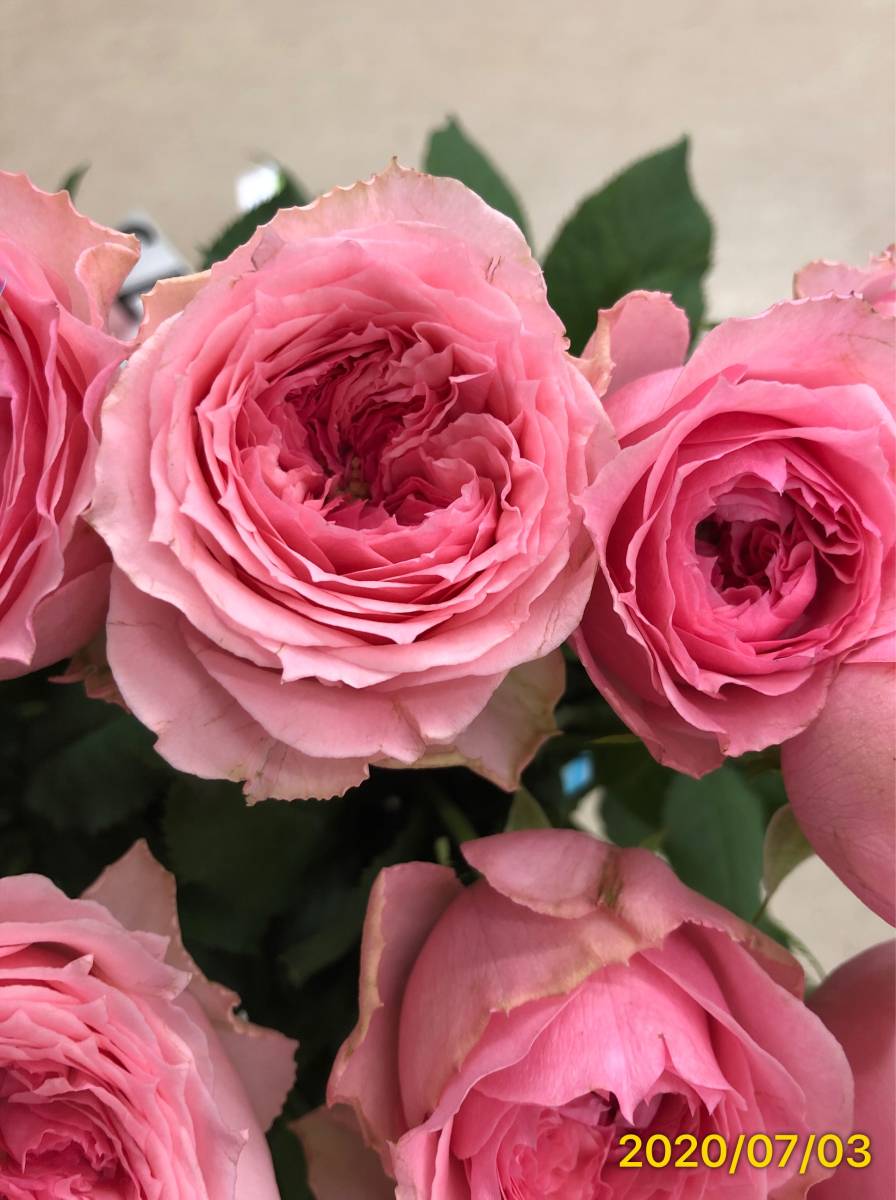 切り花品種 ジュエリーボックス かわいいピンクのカップ咲き ティー中香 挿し木苗 バラ 売買されたオークション情報 Yahooの商品情報をアーカイブ公開 オークファン Aucfan Com