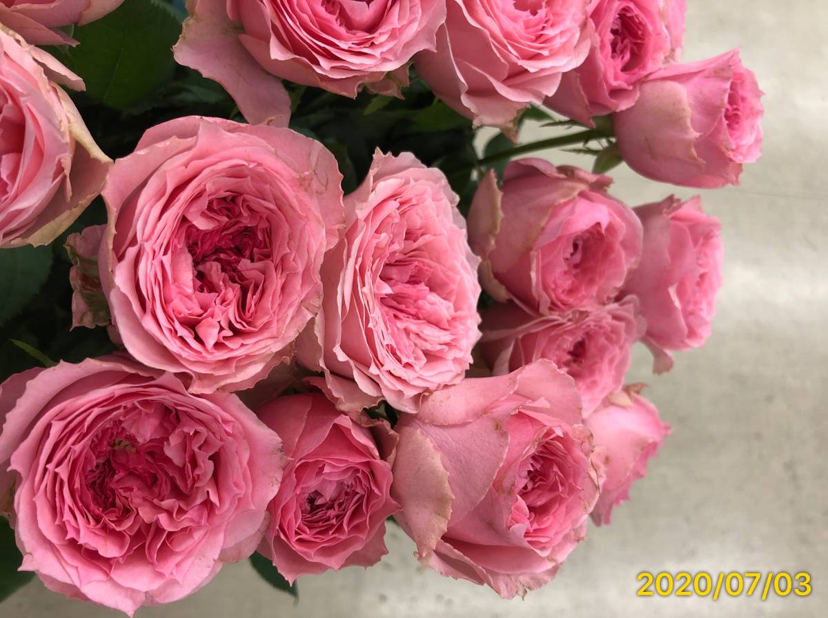 切り花品種 ジュエリーボックス かわいいピンクのカップ咲き ティー中香 挿し木苗 バラ 売買されたオークション情報 Yahooの商品情報をアーカイブ公開 オークファン Aucfan Com