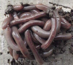 餌 ミミズの平均価格は2 174円 ヤフオク 等の餌 ミミズのオークション売買情報は91件が掲載されています