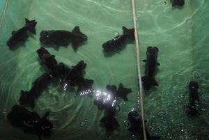 金魚 稚魚のヤフオク の相場 価格を見る ヤフオク の金魚 稚魚のオークション売買情報は746件が掲載されています