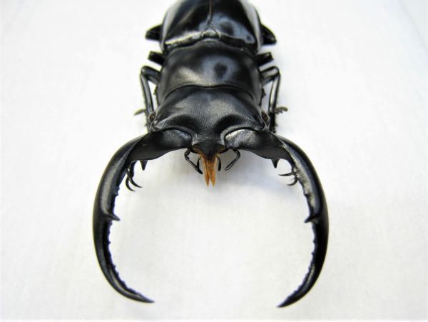 標本】希少産地 ウエストウッディオオシカクワガタ（ssp kazumiae