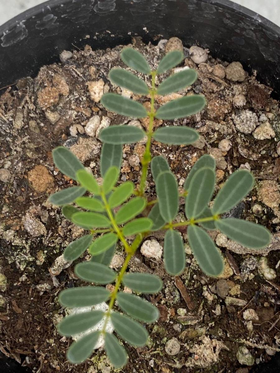 ケ607 塊根植物 実生 センナ メリディオナリス 種から発芽 発根 Senna Meridionalis 観葉植物 売買されたオークション情報 Yahooの商品情報をアーカイブ公開 オークファン Aucfan Com