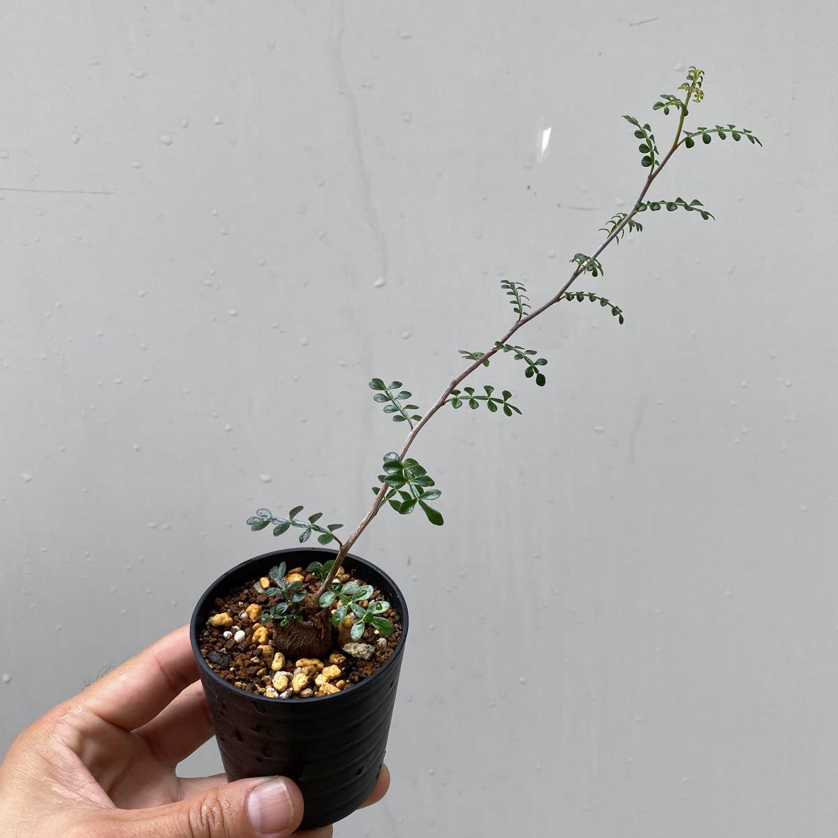 オペルクリカリア デカリー 】根挿し コーデックス 多肉植物 塊根植物