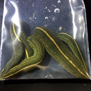 セスジビル 5匹 検索用 ウマビル チスイビル イシビル ヤマビル 山蛭 蛭 ひる 水生生物 セット 売買されたオークション情報 Yahooの商品情報をアーカイブ公開 オークファン Aucfan Com