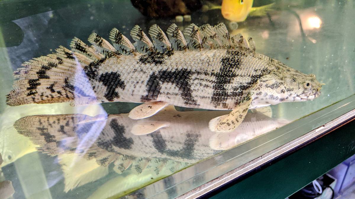 エンドリケリーウルトラショート 熱帯魚 ポリフ 大型魚 バンド発色抜群 体高抜群 淡水魚 売買されたオークション情報 Yahooの商品情報をアーカイブ公開 オークファン Aucfan Com エンドリケリーウルトラショート 熱帯魚 ポリフ 大型魚 バンド発色抜群 体高抜群 淡水魚 売買されたオークション情報 Yahooの商品情報をアーカイブ公開 オークファン Aucfan Com