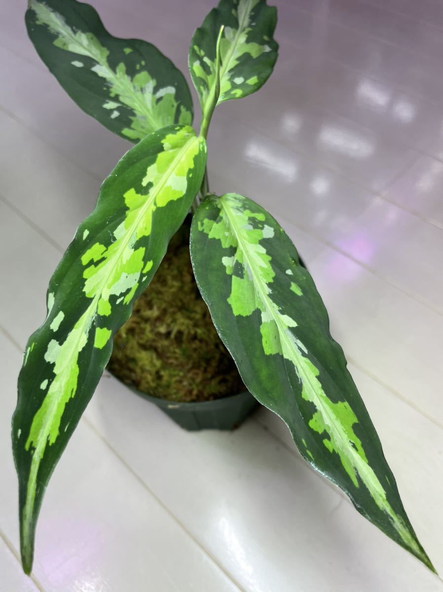 観葉植物 TZ便 アグラオネマピクタム