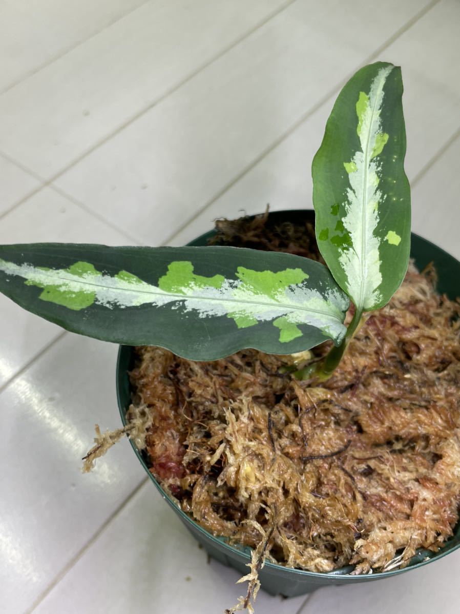 観葉植物 TZ便 アグラオネマピクタム