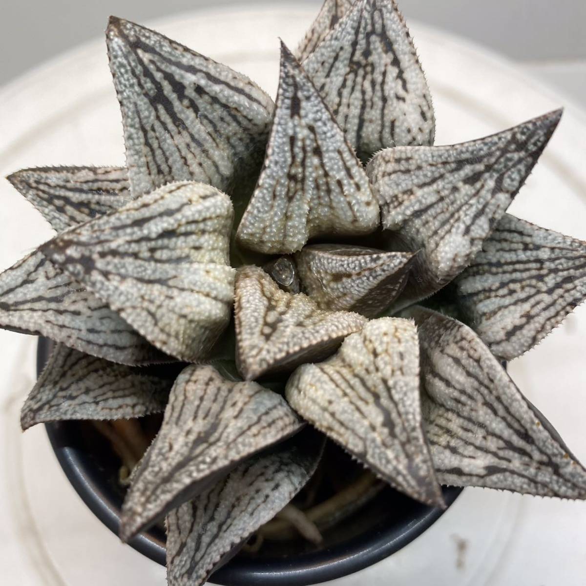 31、ピクタ 実生 実生未繁殖 多肉植物 ハオルチア ハオルシア