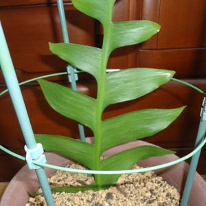 クジャクサボテンのヤフオク の相場 価格を見る ヤフオク のクジャクサボテンのオークション売買情報は74件が掲載されています