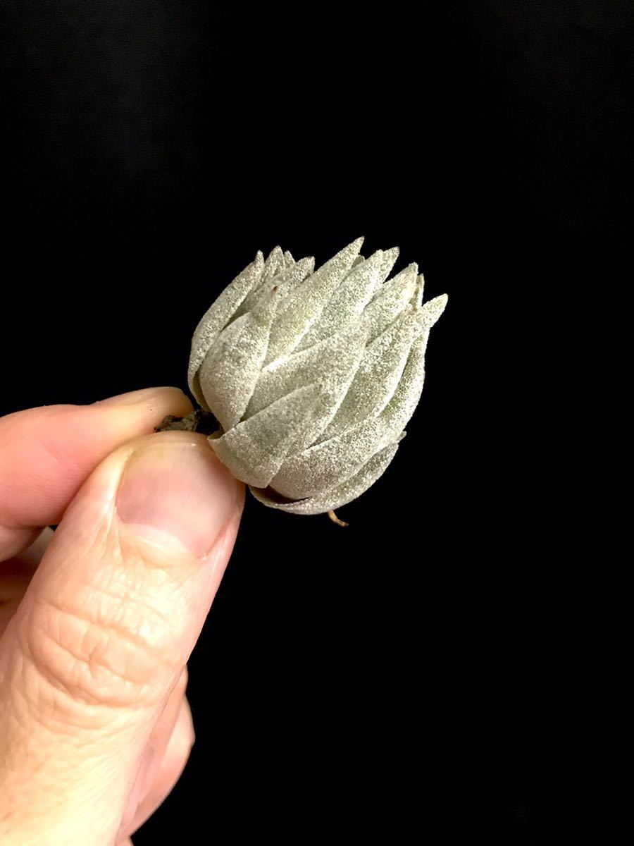  Tillandsia thiekenii ティランジア シーケニー 広短葉タイプ ブラジル 赤花 現地採取株 エアプランツ チランジア ②(アナナス)｜売買されたオークション情報、yahooの商品情報をアーカイブ公開 - アナナス