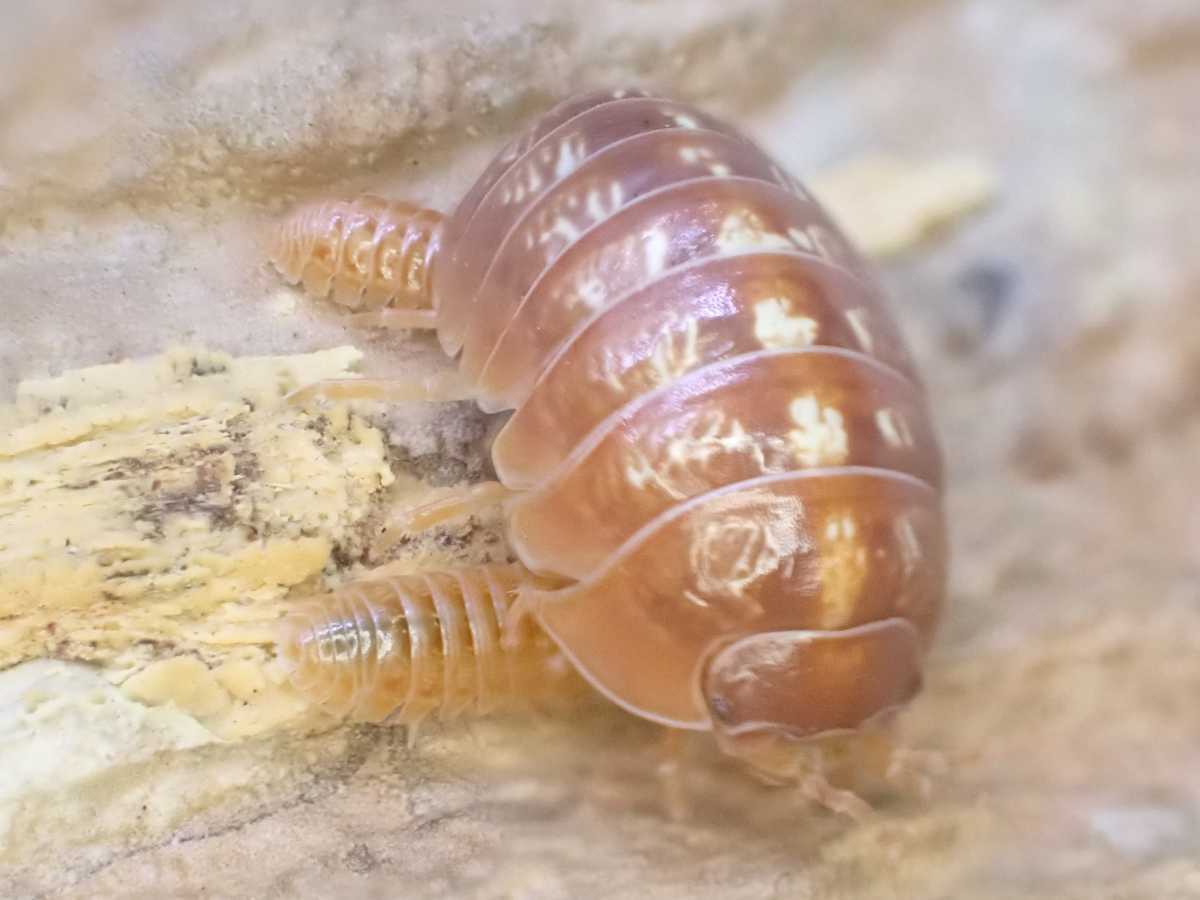 オカダンゴムシ レッド 匹 エサ付き Armadillidium Vulgare ダンゴムシ ワラジムシ 虫類 売買されたオークション情報 Yahooの商品情報をアーカイブ公開 オークファン Aucfan Com