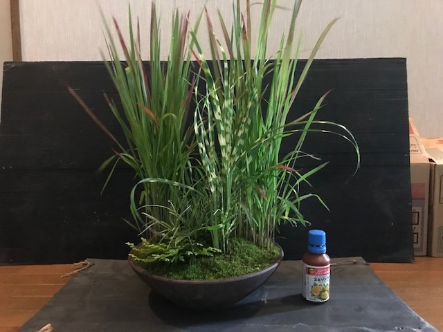 山野草 寄せ植え ベニチガヤ セキショウ 月見うさぎ 苔 苔盆栽 山草 平鉢 丸鉢 小品盆栽 盆栽 草物盆栽 盆栽 売買されたオークション情報 Yahooの商品情報をアーカイブ公開 オークファン Aucfan Com