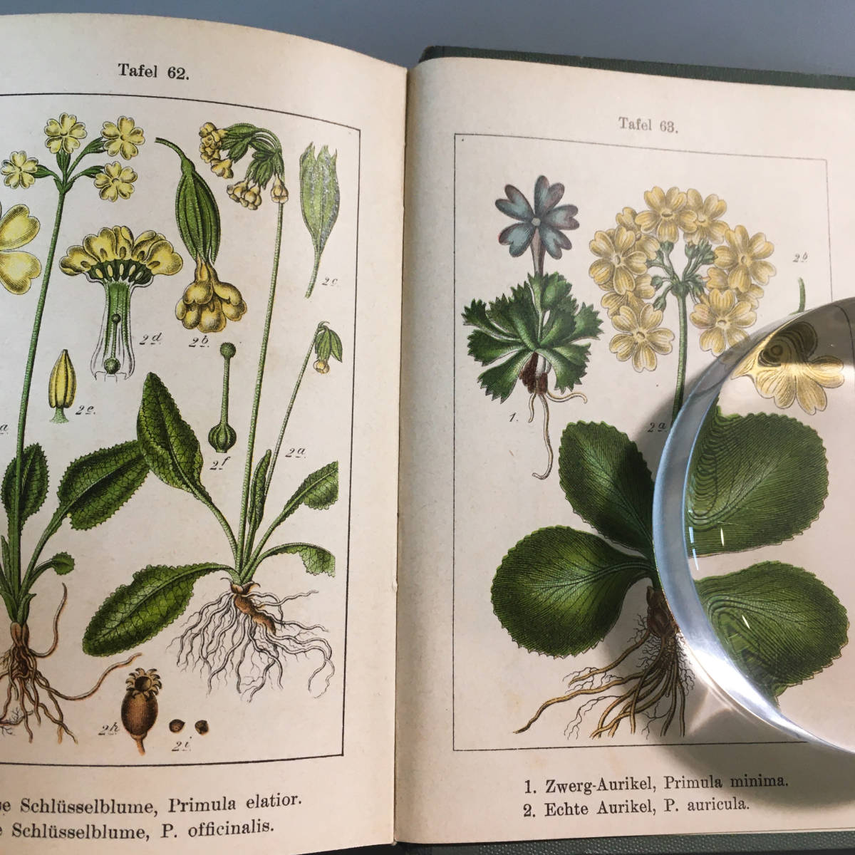 ヴィンテージ : 0 古書 野草図鑑 ボタニカルアート チェコ植物図鑑