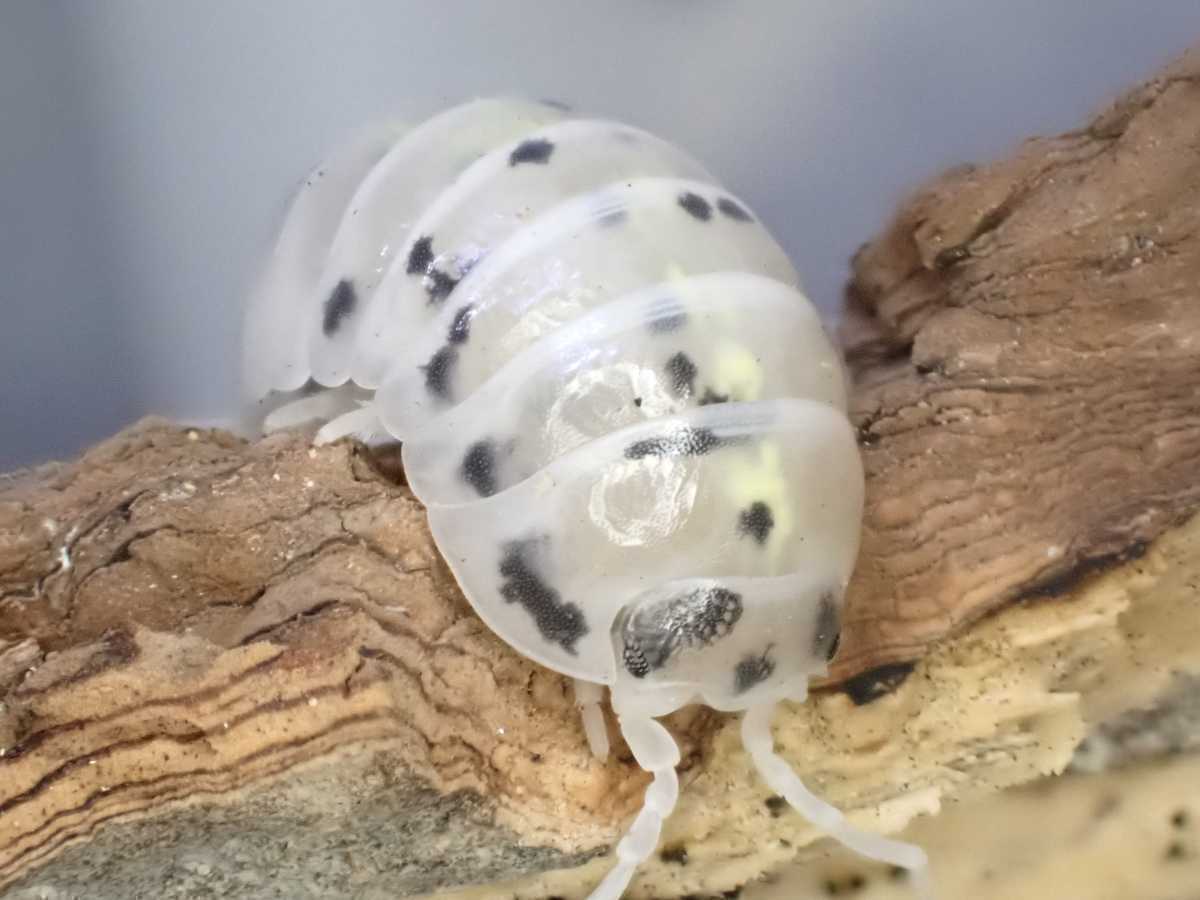 オカダンゴムシ マジックポーション 匹 エサ付き Armadillidium Vulgare Magic Potion ダンゴムシ ワラジムシ 虫類 売買されたオークション情報 Yahooの商品情報をアーカイブ公開 オークファン Aucfan Com