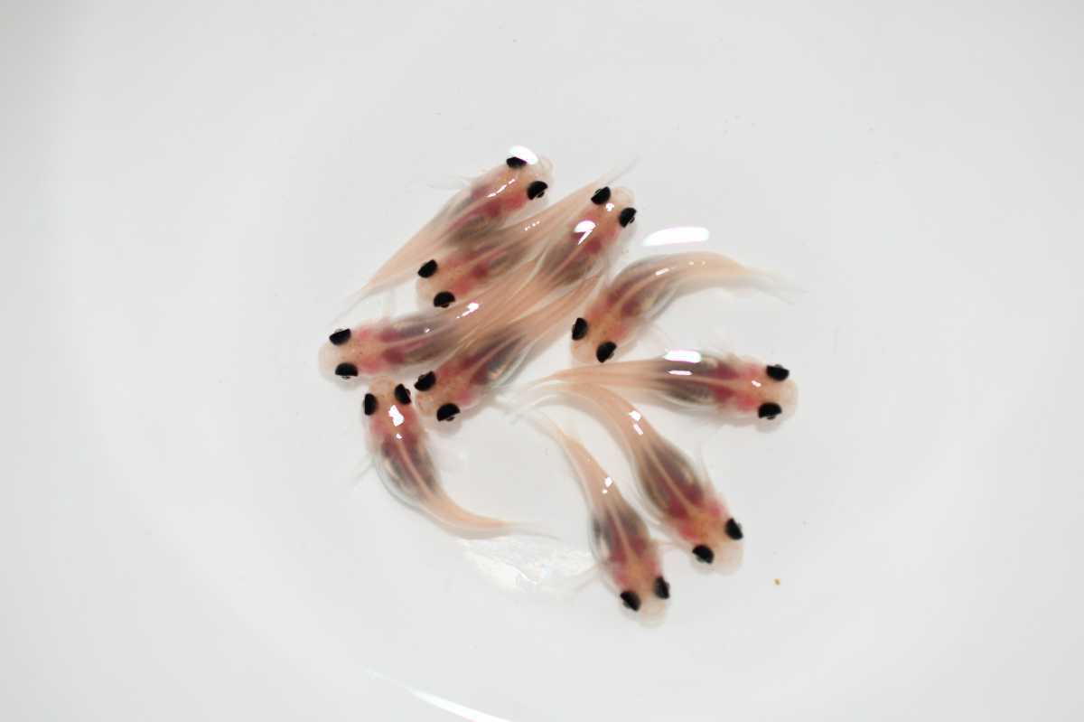 現物出品 ピンク 出目パンダ ダルマ から産まれた 稚魚 10匹 メダカ 上毛めだか倶楽部 めだか 売買されたオークション情報 Yahooの商品情報をアーカイブ公開 オークファン Aucfan Com 現物出品 ピンク 出目パンダ ダルマ から産まれた 稚魚 10匹 メダカ 上毛めだか倶楽部 めだか 売買されたオークション情報 Yahooの商品情報をアーカイブ公開 オークファン Aucfan Com