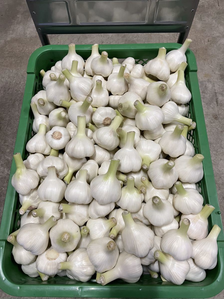 青森県産 生にんにく サイズ混合 5kg 青森県産☆生ニンニク 【公式通販】
