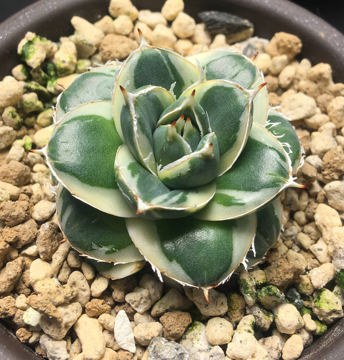 アガベ ピンキー 王妃笹の雪A型白覆輪 カキ仔（2個）付き Agave