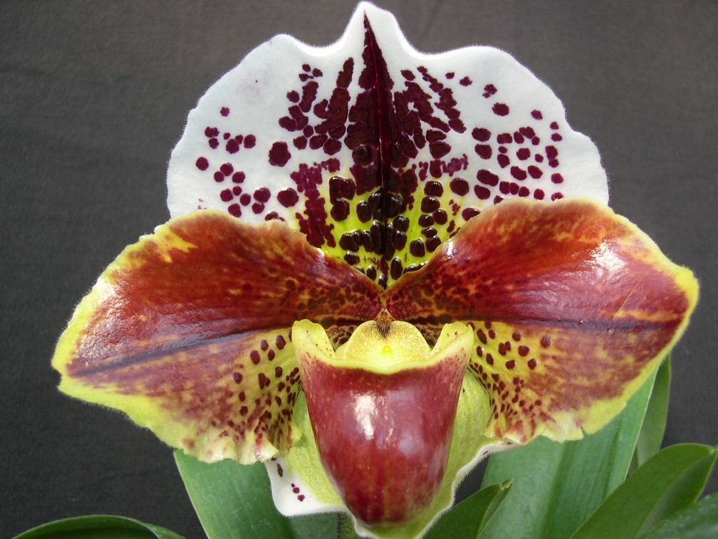 パフィオ 洋蘭パフィオPaph.(Miya Space Ship x Tsukuba Highland)セレクト