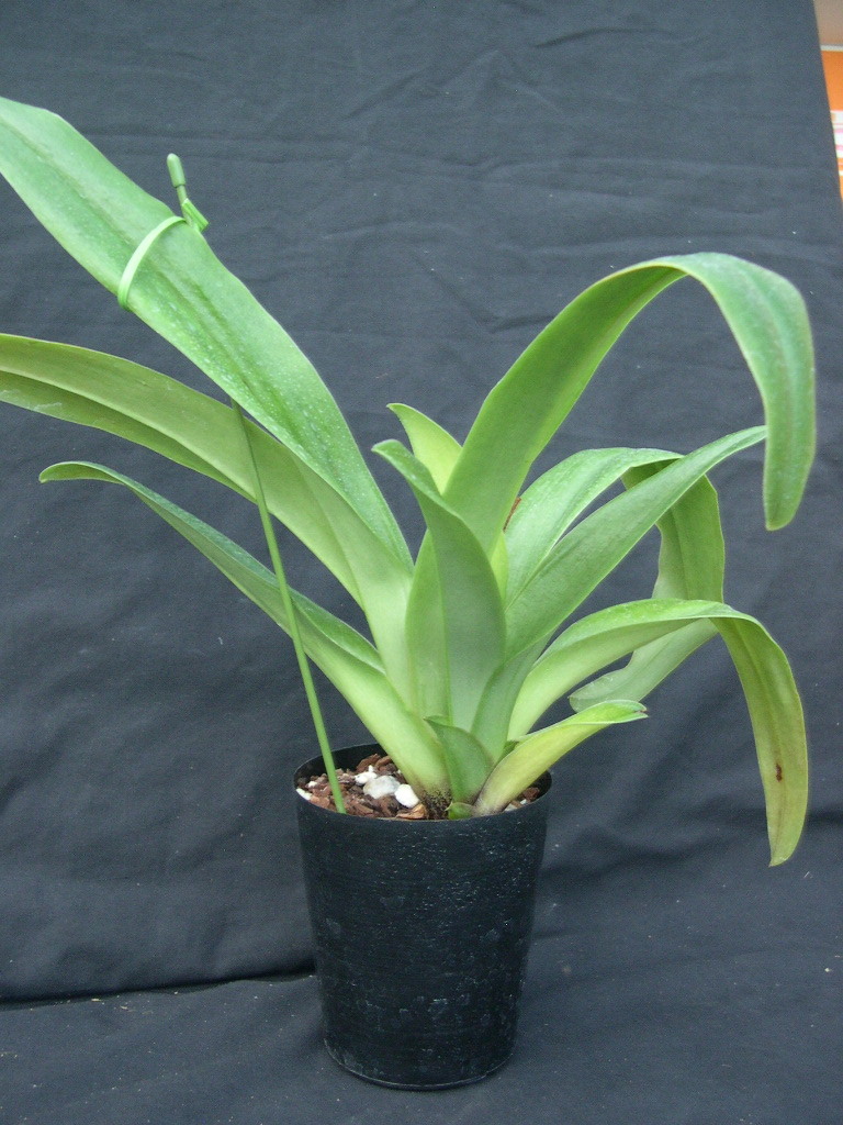 洋蘭パフィオPaph.(Miya Space Ship x Tsukuba Highland)セレクト