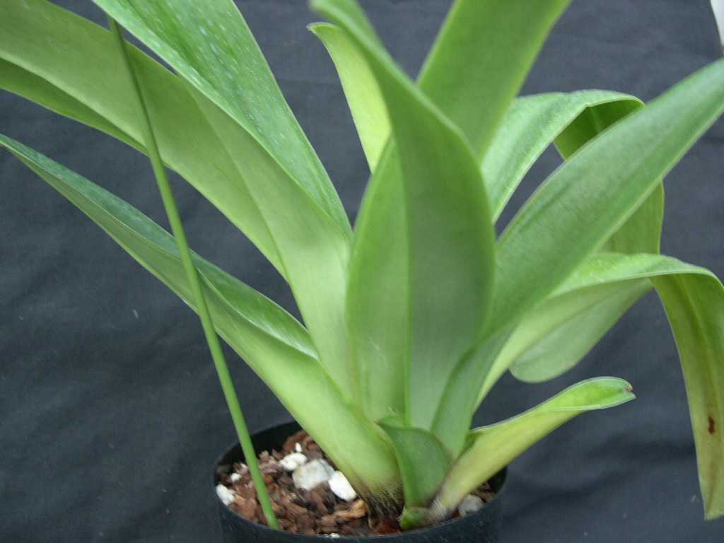 洋蘭パフィオPaph.(Miya Space Ship x Tsukuba Highland)セレクト