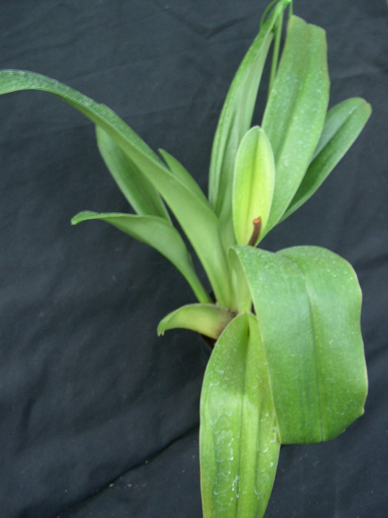 洋蘭パフィオPaph.(Miya Space Ship x Tsukuba Highland)セレクト
