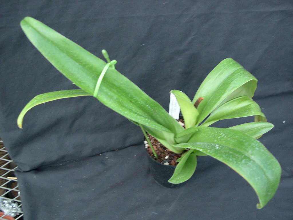 パフィオ 洋蘭パフィオPaph.(Miya Space Ship x Tsukuba Highland)セレクト