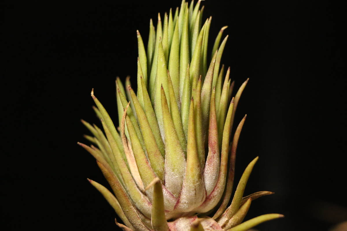 新入荷告知】イオナンタ ディファレンテ ionantha 'Diffarente