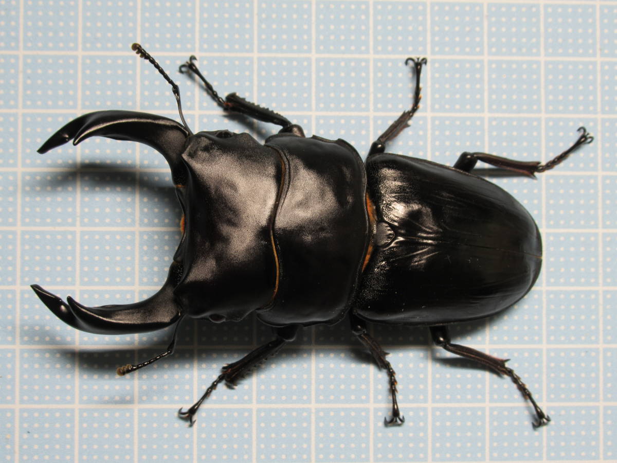 国産オオクワガタ 能勢YG ペア ♂85.3mm（頭幅30.1mm） ♀55.0mm クワガタ