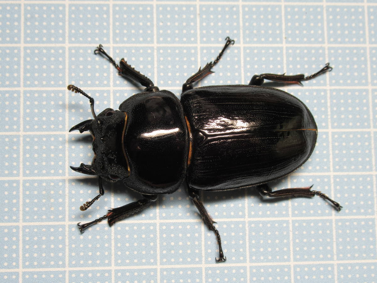国産オオクワガタ 能勢YG ペア ♂85.3mm（頭幅30.1mm） ♀55.0mm クワガタ