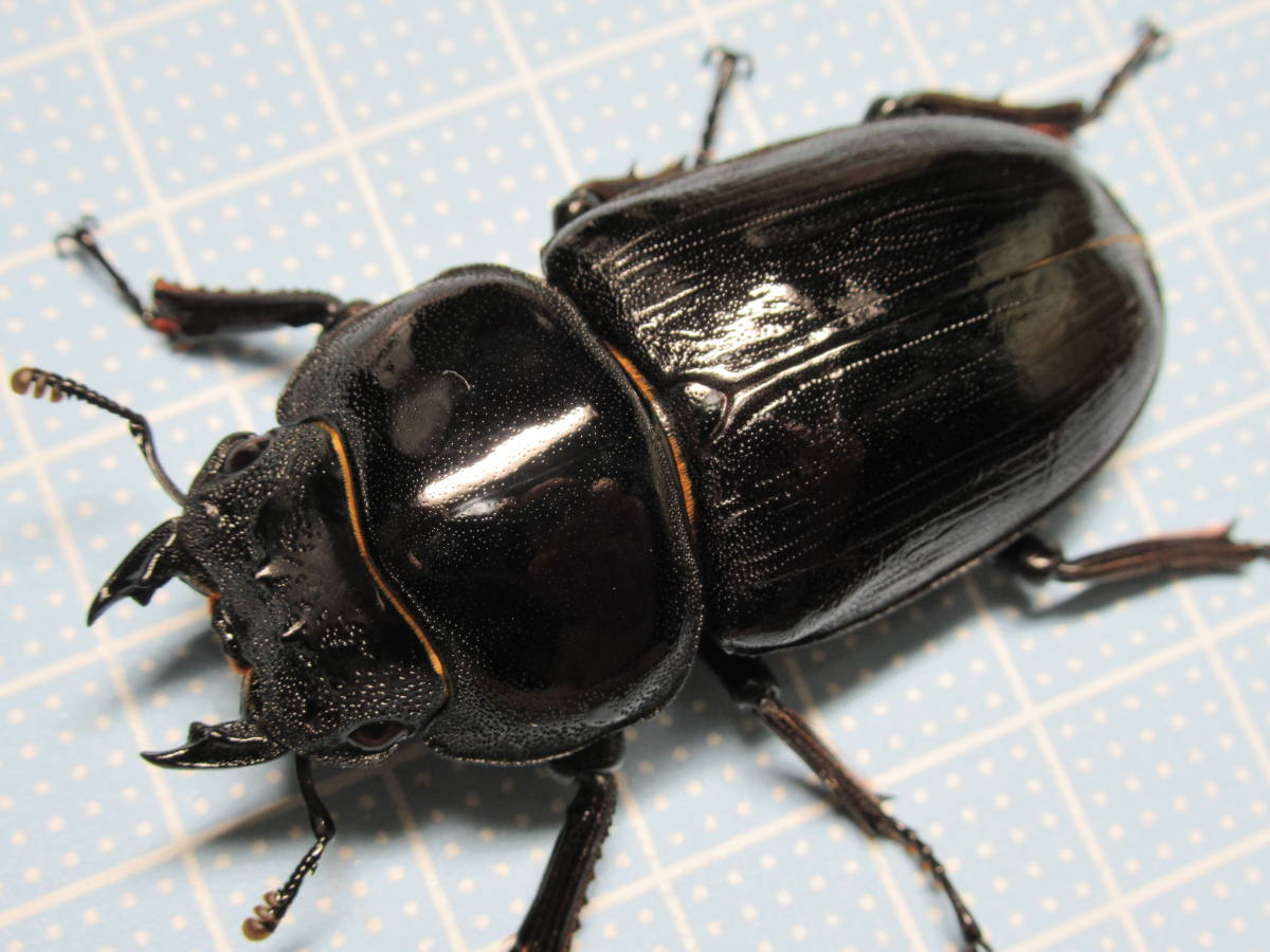 国産オオクワガタ 能勢YG ペア ♂85.3mm(頭幅30.1mm) ♀55.0mm クワガタ 国産オオクワガタ 能勢YG ペア ♂85.3mm(頭幅30.1mm) ♀55.0mm クワガタ