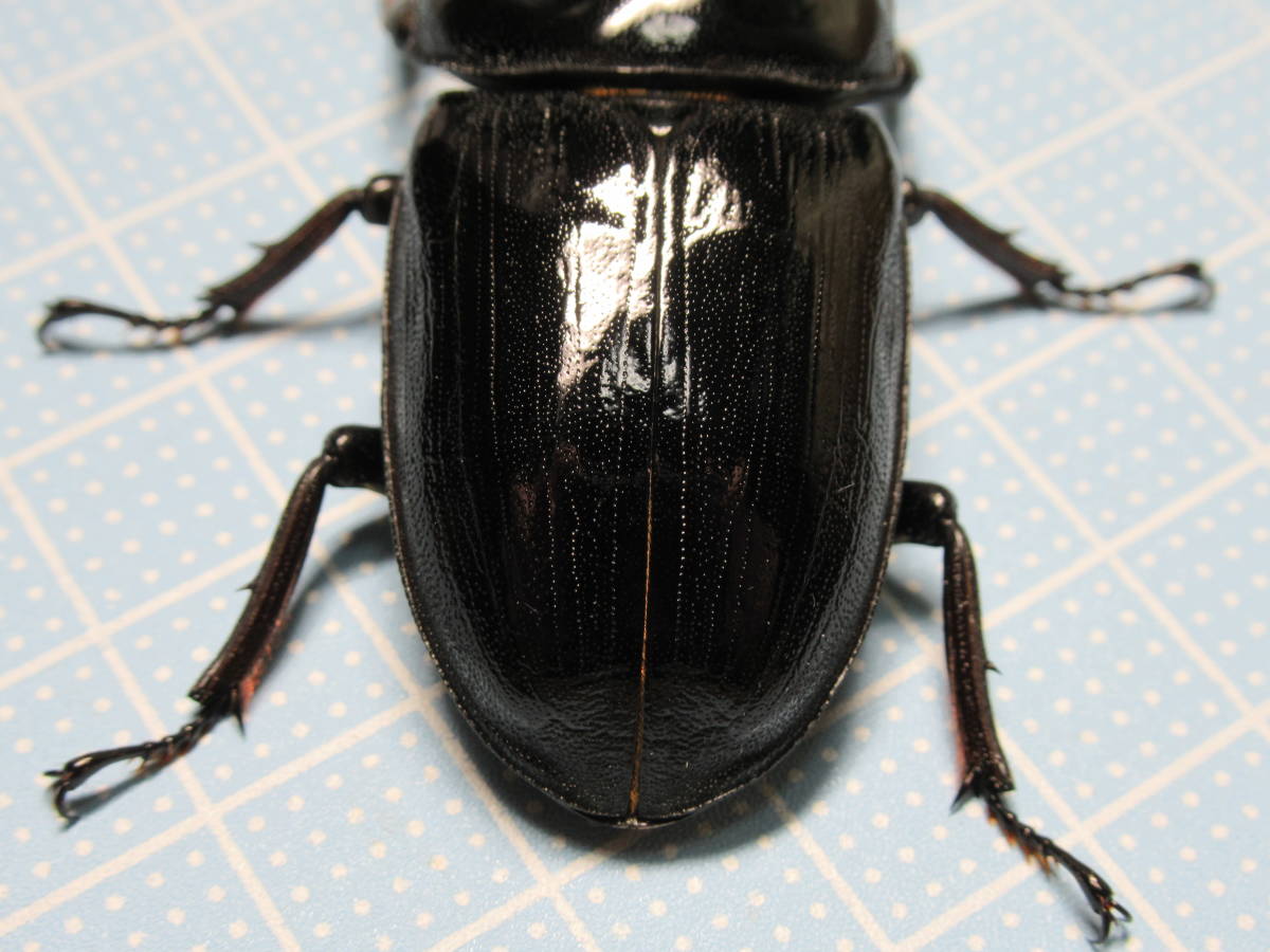 国産オオクワガタ 能勢YG ペア ♂85.3mm（頭幅30.1mm） ♀55.0mm クワガタ