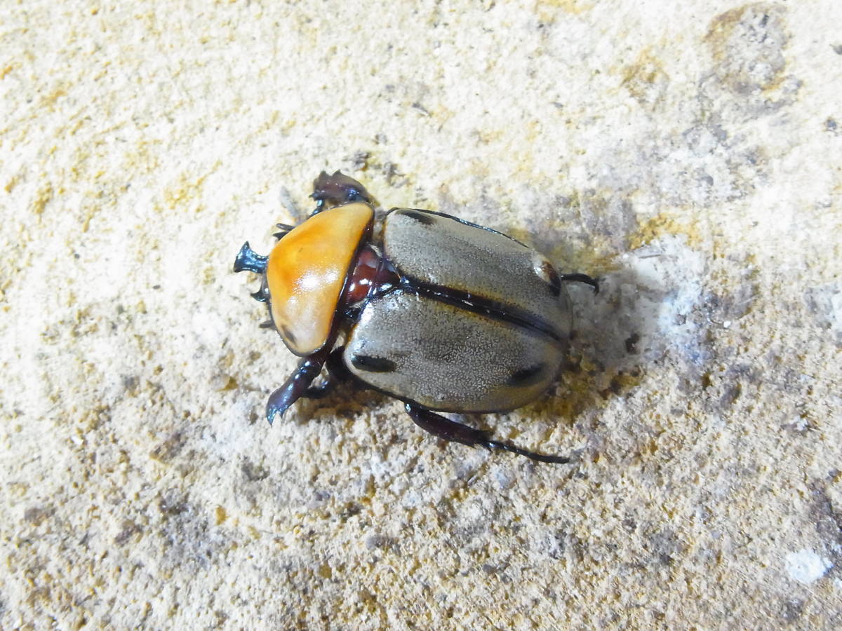 (Dy.OKYM) ヨツボシヒナカブト　後食済　アウトラインペア 　（その４）