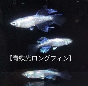 青蝶のヤフオク の相場 価格を見る ヤフオク の青蝶のオークション売買情報は222件が掲載されています