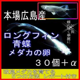 青蝶のヤフオク の相場 価格を見る ヤフオク の青蝶のオークション売買情報は222件が掲載されています