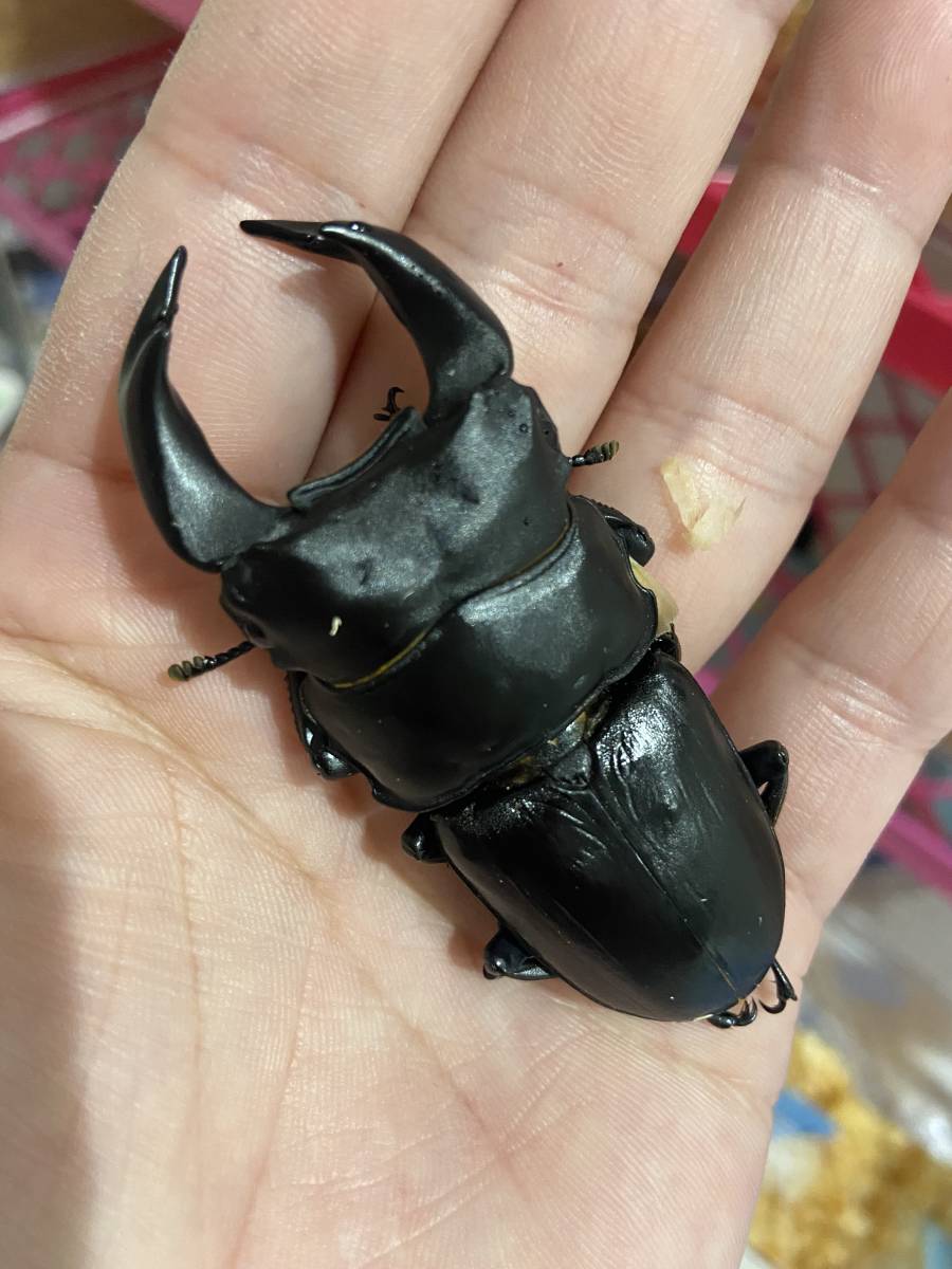 極太オオクワガタ G Style様 Lgzas血統幼虫4頭出品 国産 売買されたオークション情報 Yahooの商品情報をアーカイブ公開 オークファン Aucfan Com