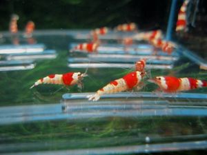 ◆◆画像の綺麗なレッドビーシュリンプ２５匹　保証５匹込み◆◆_1