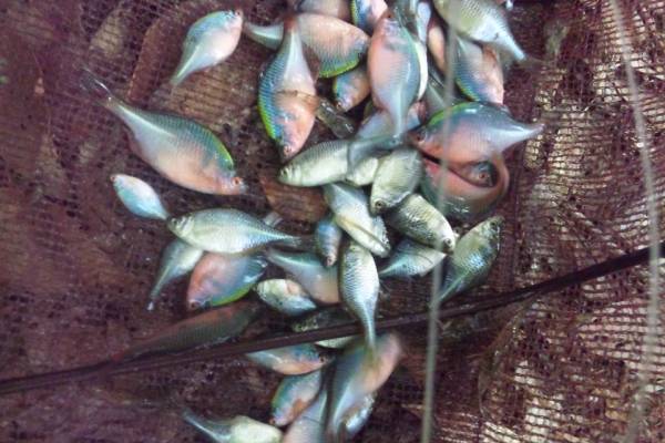 レア ニッポンバラタナゴ 大阪府産 八尾バラ ニッパラ ラスト 川魚 売買されたオークション情報 Yahooの商品情報をアーカイブ公開 オークファン Aucfan Com