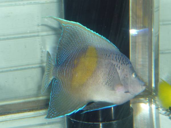 マクロスエンゼル 紅海産 １６ｃｍ 海水魚 売買されたオークション情報 Yahooの商品情報をアーカイブ公開 オークファン Aucfan Com