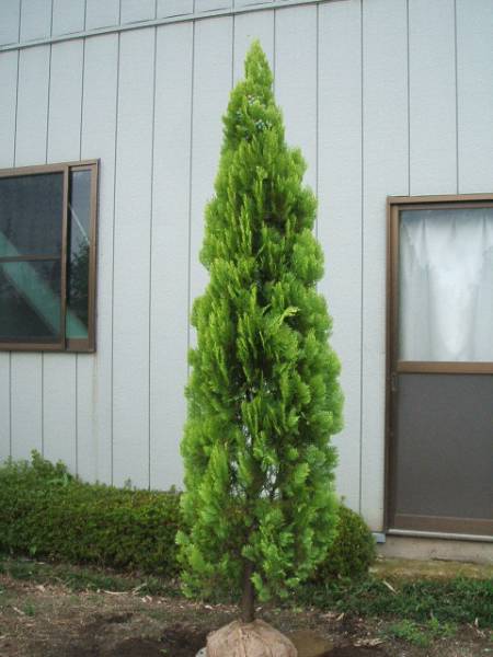 コニファー スプラッシュイエロー 樹高２ ２m 植木 庭木 売買されたオークション情報 Yahooの商品情報をアーカイブ公開 オークファン Aucfan Com